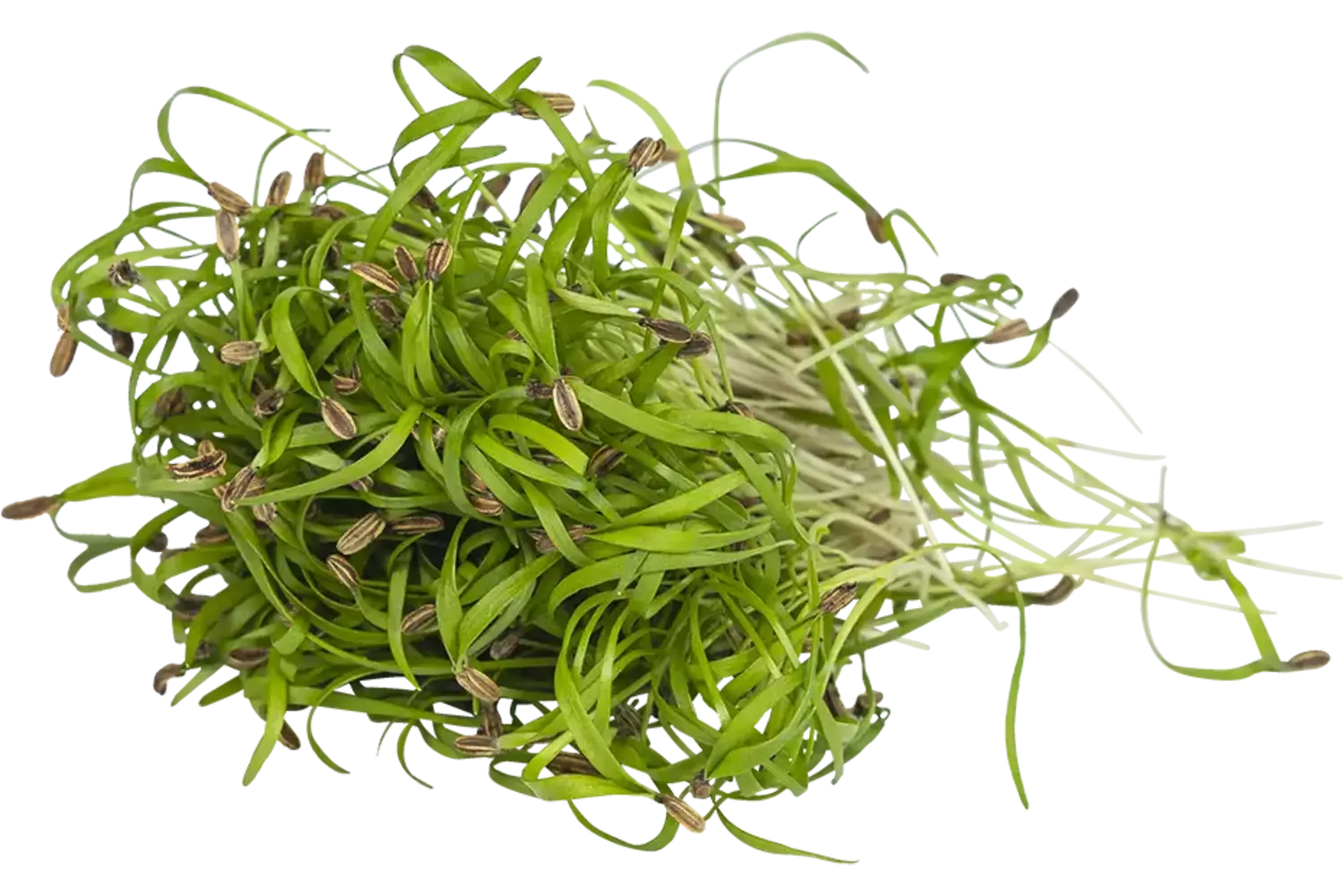 Venkel cress 25gr stuk